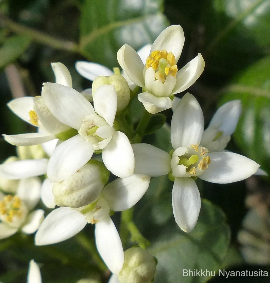 Atalantia rotundifolia (Thwaites) Yu.Tanaka